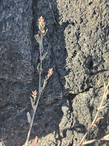 Polygonum argyrocoleon iNat (2)