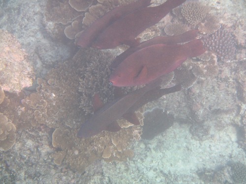 Scarus xanthopleura