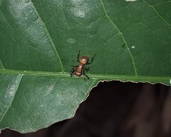 Camponotus rectangularis