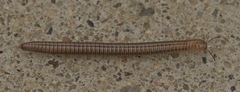 Aniulus