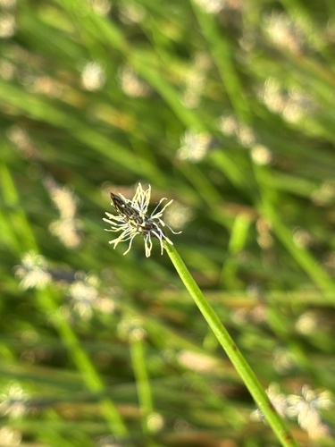 Pale Spikerush (Eleocharis macrostachya)