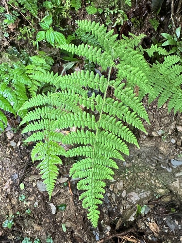 Dryopteris hendersonii observed 2025-07-11