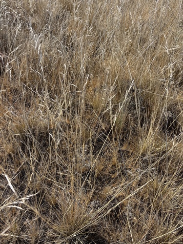 Nodding Needlegrass (Nassella cernua)
