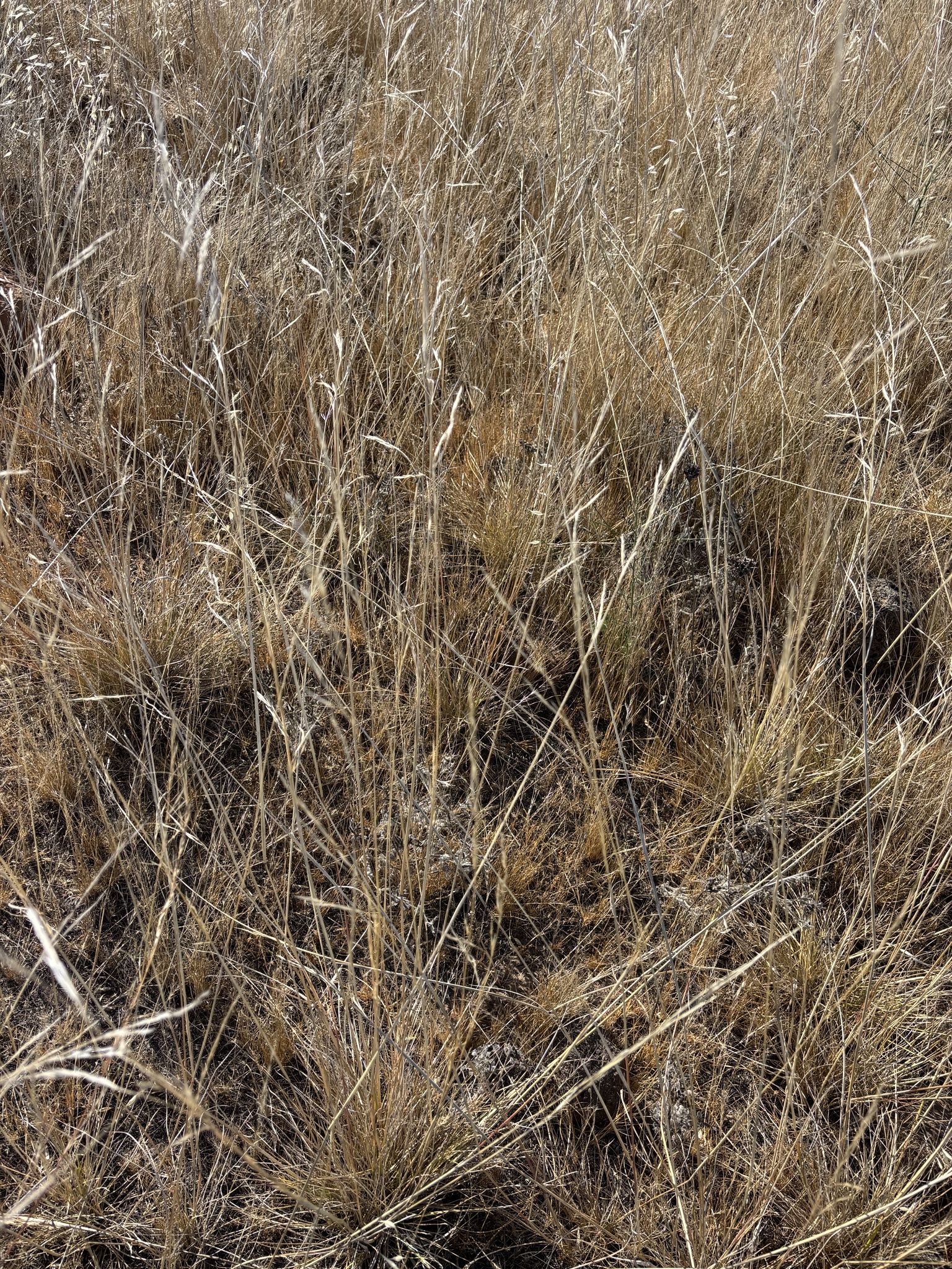 Nodding Needlegrass (Nassella cernua)