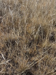 Nassella cernua