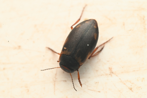 Hydroporus mannerheimi