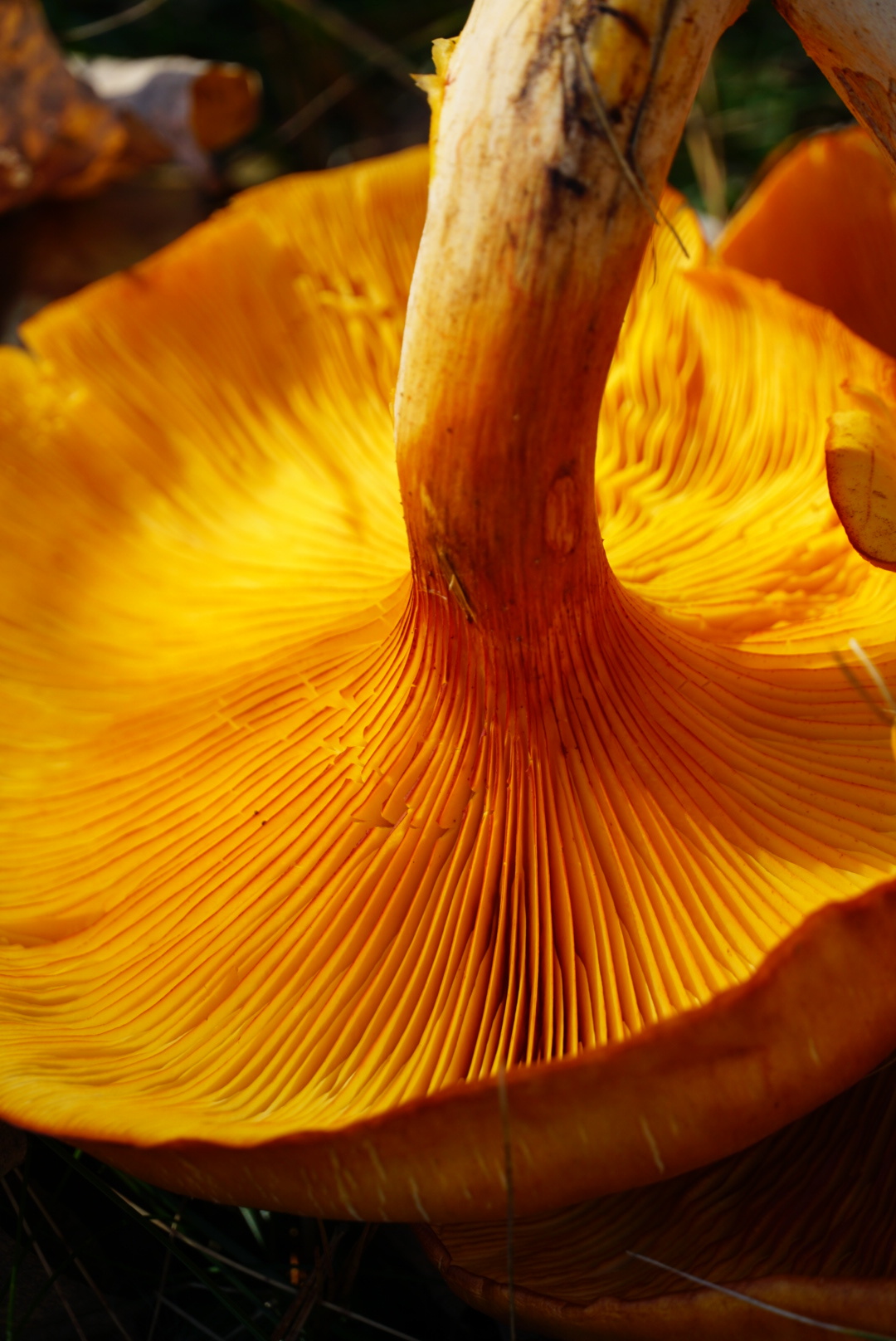 Jack O 39 Lantern Mushrooms Genus Omphalotus Inaturalist Nz