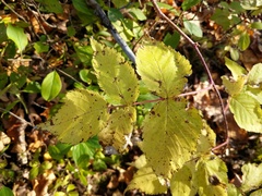 Rubus idaeus strigosus