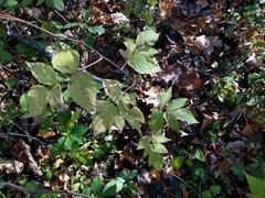 Rubus idaeus strigosus