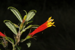 Siphocampylus manettiiflorus