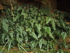 Abrodictyum elongatum