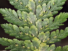 Abrodictyum elongatum