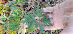 Rubus laciniatus