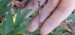 Rubus laciniatus