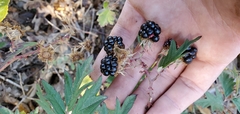 Rubus laciniatus