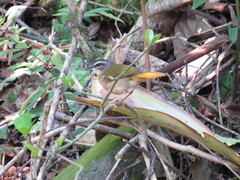 Myiothlypis rivularis