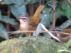 Myiothlypis rivularis