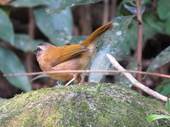 Myiothlypis rivularis