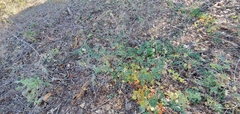 Rubus laciniatus
