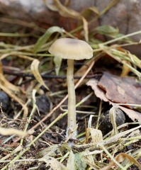 Clitocybe subditopoda