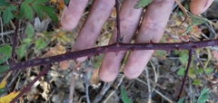 Rubus laciniatus