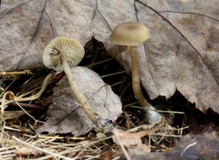 Clitocybe subditopoda