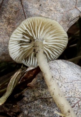 Clitocybe subditopoda