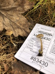 Clitocybe subditopoda