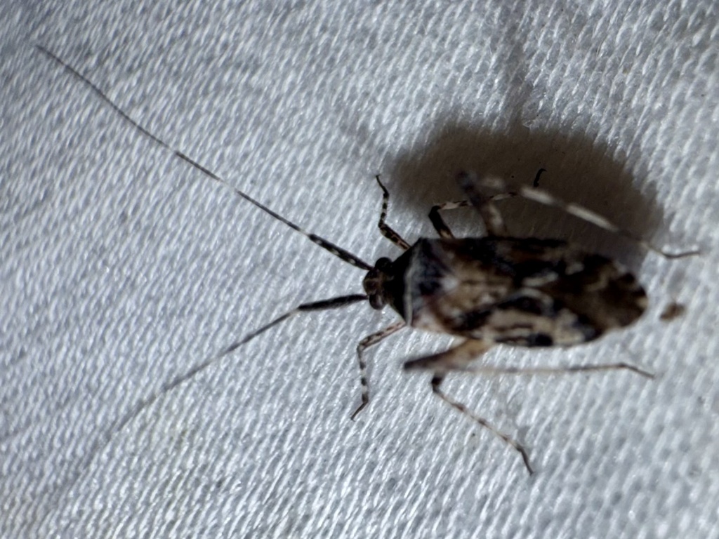 Phytocoris albidopictus