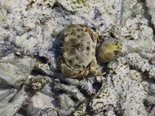 Atergatis floridus