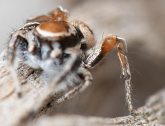 Habronattus clypeatus