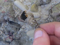 Clibanarius virescens