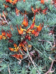 Lotus berthelotii