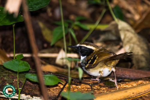 White-bibbed Antbird (Myrmoderus loricatus), photo 3