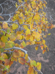Rhus aromatica simplicifolia