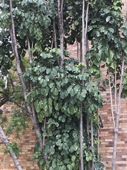 Polyscias paniculata