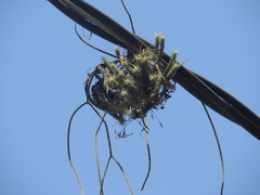 Tillandsia tricholepis