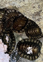 Chiton tuberculatus