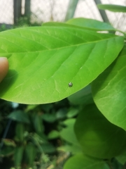 Psyllobora picta