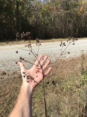 Silphium compositum compositum