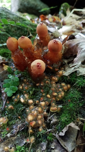 stalked puffball-in-aspic