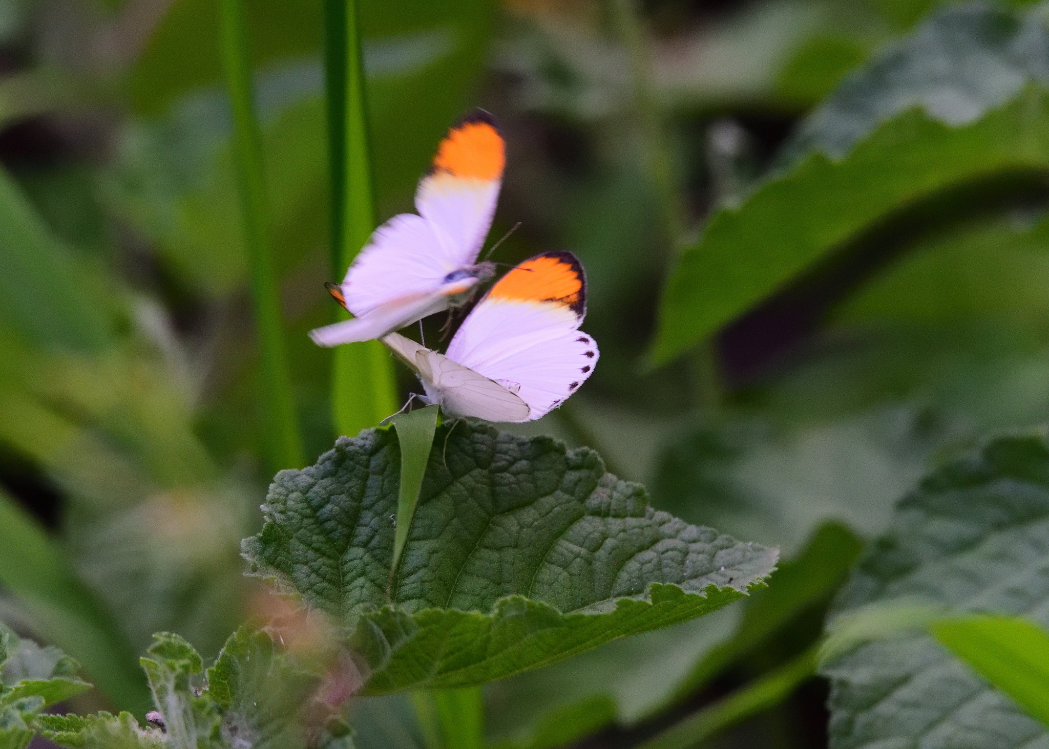 Plain Orange-Tip