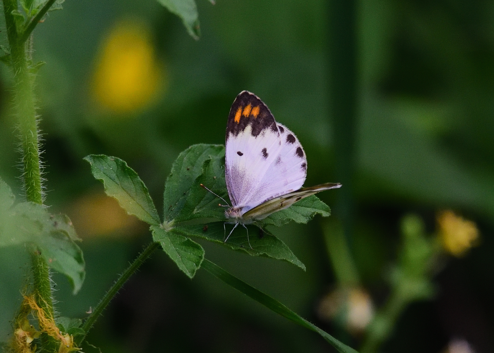 Plain Orange-Tip