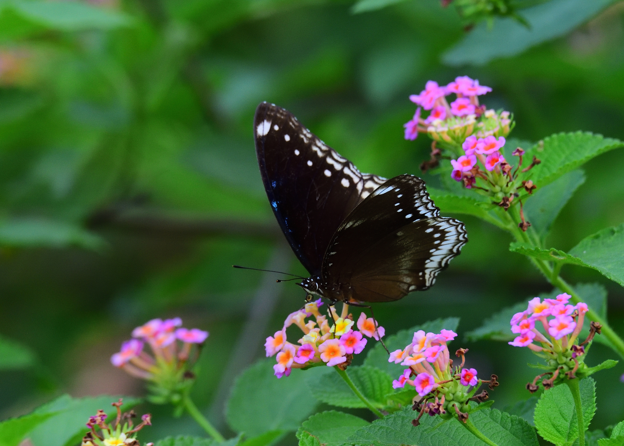 Great Eggfly