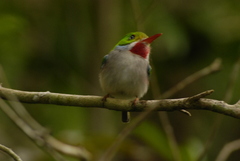 Todus multicolor