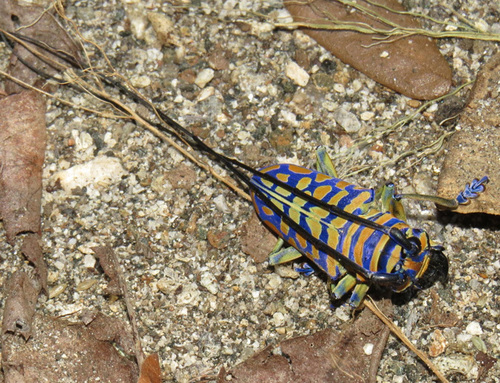 標本 Sternotomis mathildae 26mm 28mm Genus Sternotomis · iNaturalist
