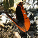 Flame-bordered Emperor - Photo (c) Joachim Louis, some rights reserved (CC BY-NC-ND), uploaded by Joachim Louis