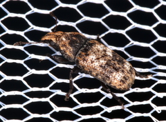 Taburnus breviceps