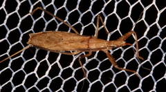 Sastrapada australica