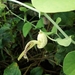 Aristolochia gibertii - Photo (c) silvanach, some rights reserved (CC BY-NC), uploaded by silvanach